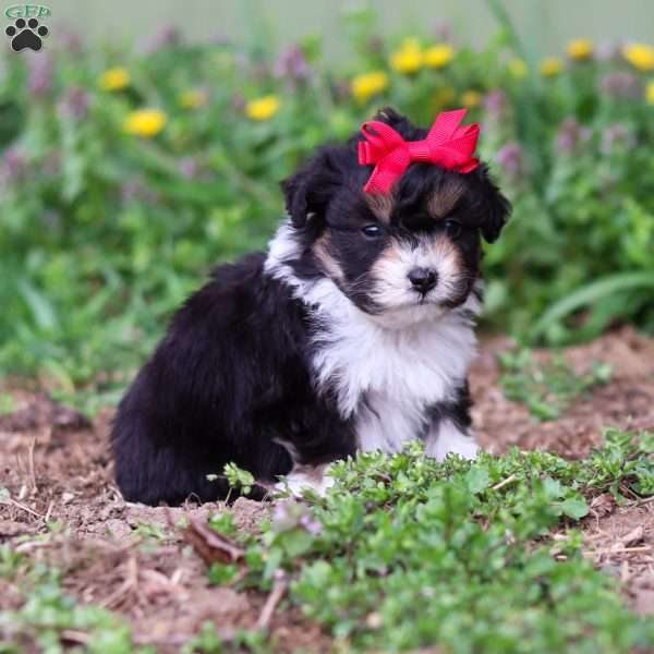 Lily, Mini Aussiedoodle Puppy